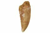 Serrated, Raptor Tooth - Real Dinosaur Tooth #234910-1